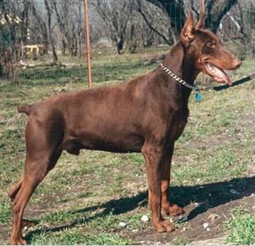 Baron v. Blitzkrieger | Brown Doberman Pinscher