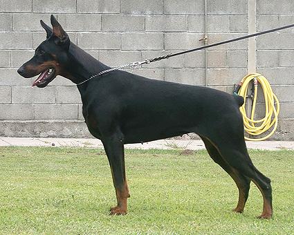 California de Narnoa | Black Doberman Pinscher