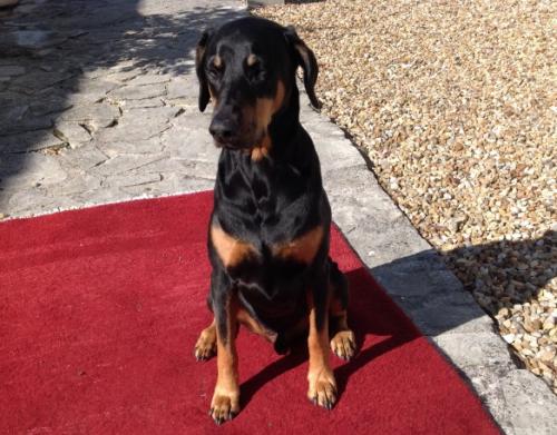 Ted Bear | Black Doberman Pinscher