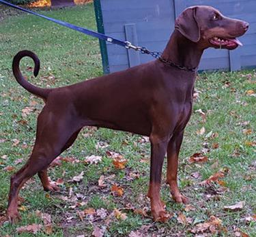 Shika v.d. Horringhauser Höh | Brown Doberman Pinscher