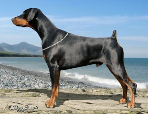 Jojavik You dance I dance | Black Doberman Pinscher