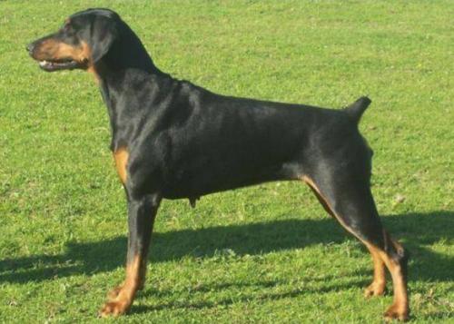 Landsbrook Zany Zeta | Black Doberman Pinscher