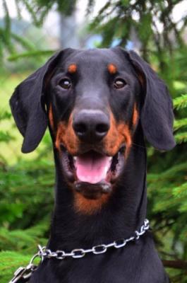 Falco v.d. Fivelborgh | Black Doberman Pinscher