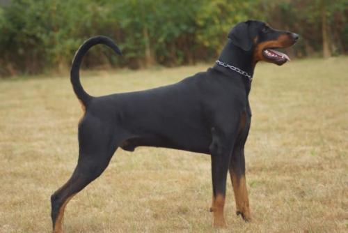 Fidèl v.d. Fivelborgh | Black Doberman Pinscher