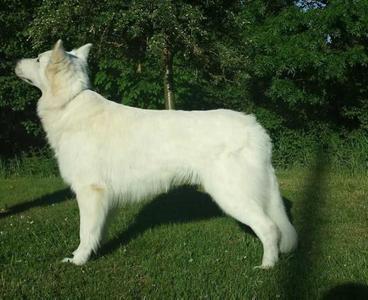 Chill Giant's Dr Jon Snow | White Swiss Shepherd Dog 