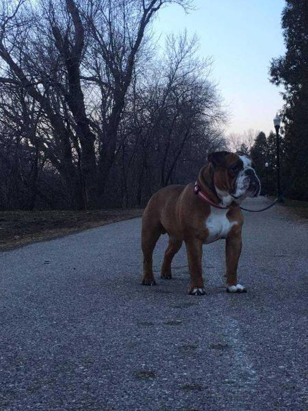 Pelto's Huey | Olde English Bulldogge 