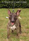 T'amadeus du Domaine d'Yspahan | Miniature Bull Terrier 