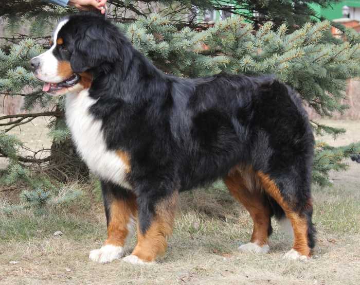 Sennenhund Rossii Ferdinand | Bernese Mountain Dog 