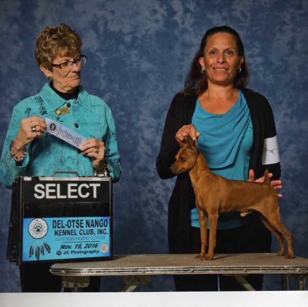 Fenton's Spinnin' Out Of Control | Miniature Pinscher 