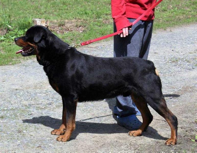 KAYARA HAUS MONTANA | Rottweiler 