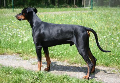 Briska's Yrex | Black Doberman Pinscher