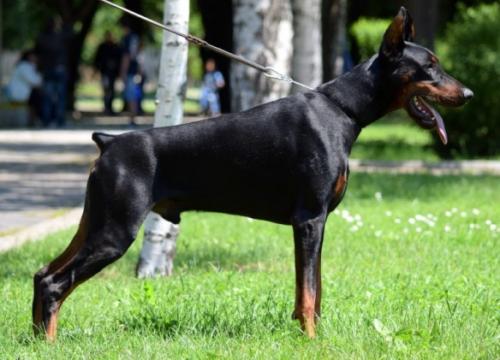 Ben Affleck Angel & Demon | Black Doberman Pinscher