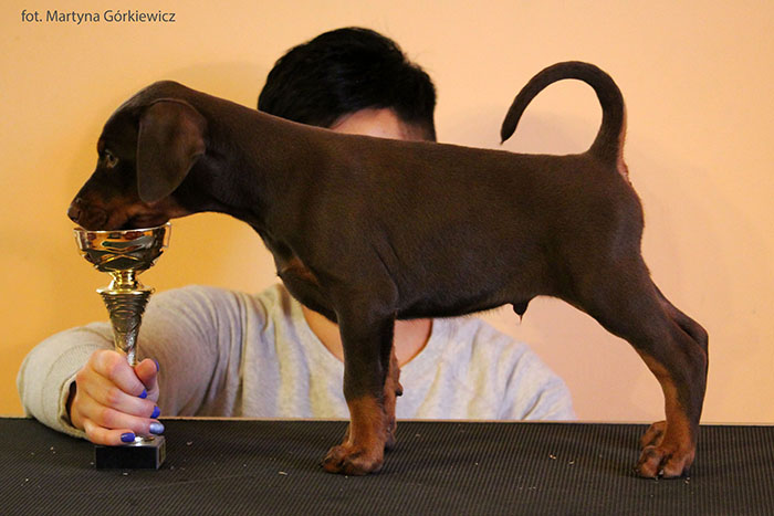 Arsen z Nory Susla | Brown Doberman Pinscher