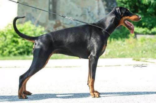 Neyla-Fiaba Shadow of the Darkness | Black Doberman Pinscher