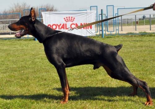 Loridream Argust Gold | Black Doberman Pinscher