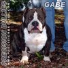 PRECISION/TURNER'S ARCH ANGEL GABE | American Pit Bull Terrier 