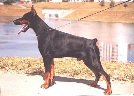 Nestor iz Zoosfery | Black Doberman Pinscher