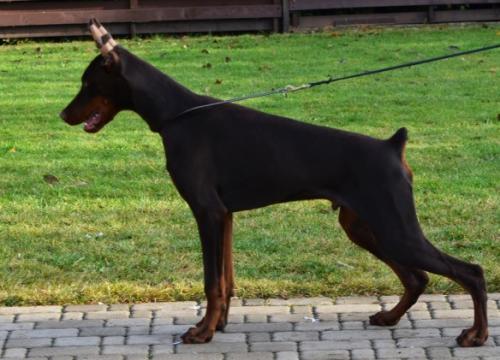 Campo Ascalano Sav San | Brown Doberman Pinscher