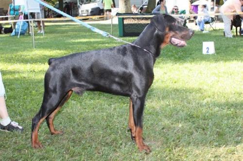 John Jordan z Helfstyna | Black Doberman Pinscher