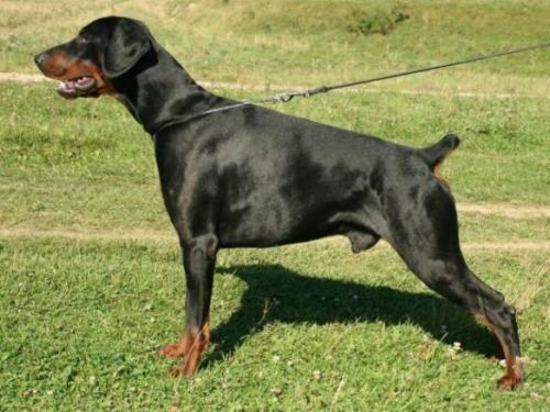 Kliff Moravia Heart | Black Doberman Pinscher