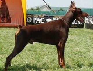 Rellaps Figaro | Brown Doberman Pinscher