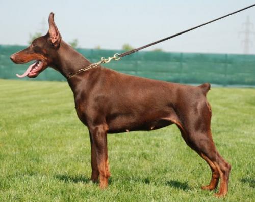 Rellaps Joyride | Brown Doberman Pinscher