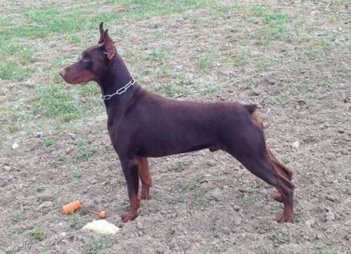 Rellaps Joker | Brown Doberman Pinscher