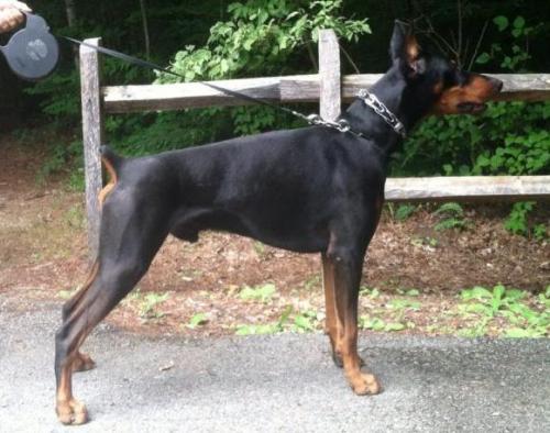 Ascomannis Tarzan | Black Doberman Pinscher