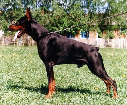 Sant Kreal Nivago | Black Doberman Pinscher