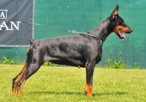 Get to the Point Untold Wisper | Black Doberman Pinscher