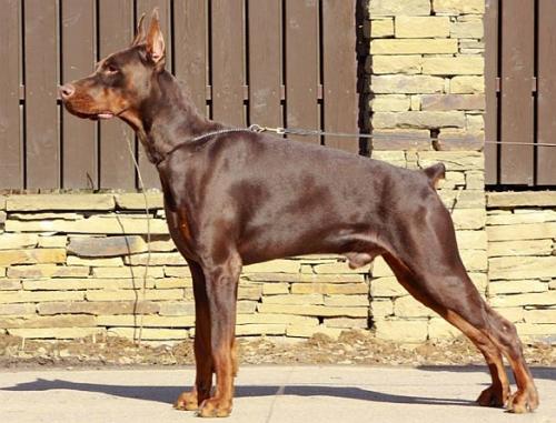 Oreto Mia Dragonrider | Brown Doberman Pinscher