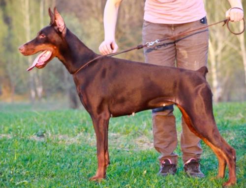 Oreto Mia Desideria | Brown Doberman Pinscher