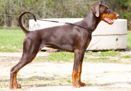 Oreto Mia Dynasty Of Roses | Brown Doberman Pinscher