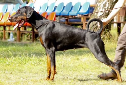 Oreto Mia Dancing Queen | Black Doberman Pinscher