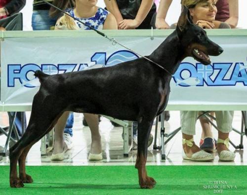 Oreto Mia Etoile Noire | Black Doberman Pinscher