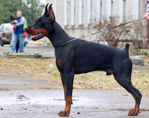 Oreto Mia Earthquake | Black Doberman Pinscher