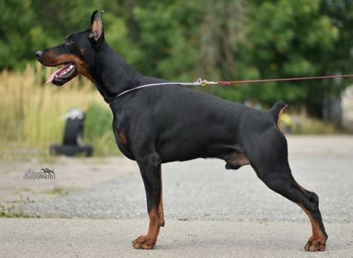 Oreto Mia Excalibur | Black Doberman Pinscher