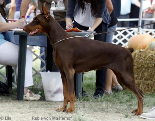 Rubie v. Masterhof | Brown Doberman Pinscher