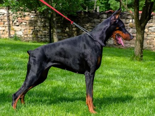 Kalegera Coco de Chanel | Black Doberman Pinscher