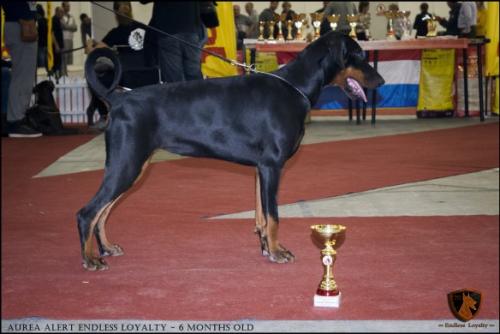 Aurea Alert Endless Loyalty | Black Doberman Pinscher