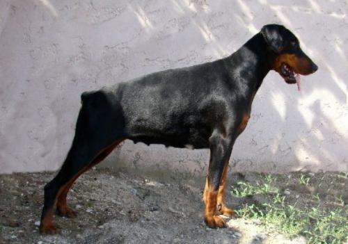 Ardente Ship de Fassano | Black Doberman Pinscher