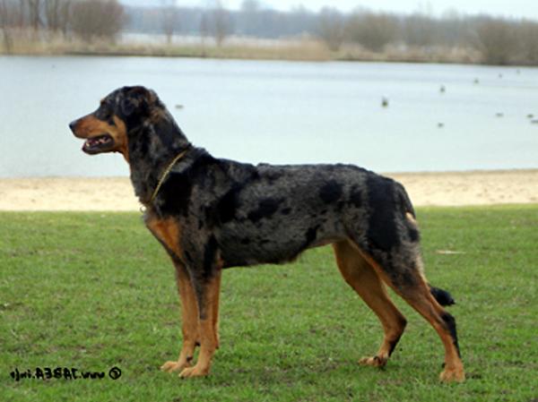 Cedra z Vrabske tvrze | Beauceron 