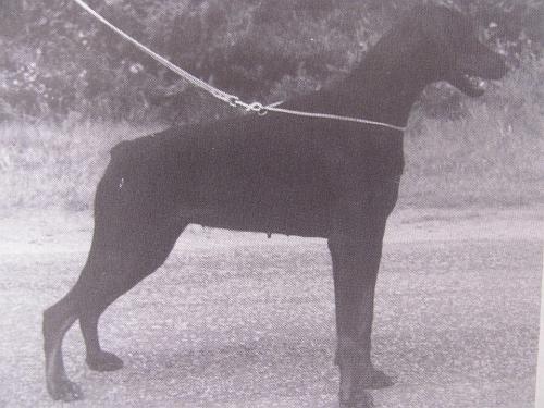 Jätta v. Stevinhage | Black Doberman Pinscher