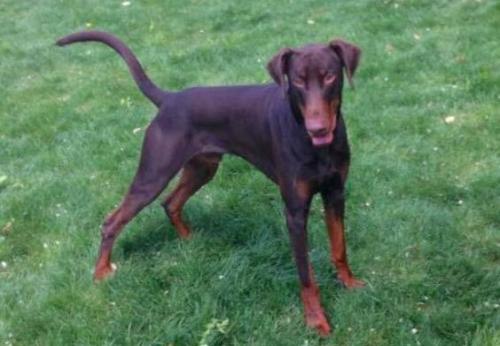 Nibbio v. Schattenjager | Brown Doberman Pinscher