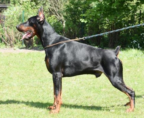 Envy Me D'Amour Victor | Black Doberman Pinscher