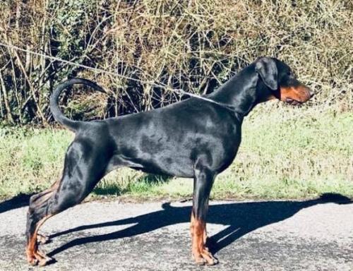 Marussia Capax Infiniti | Black Doberman Pinscher