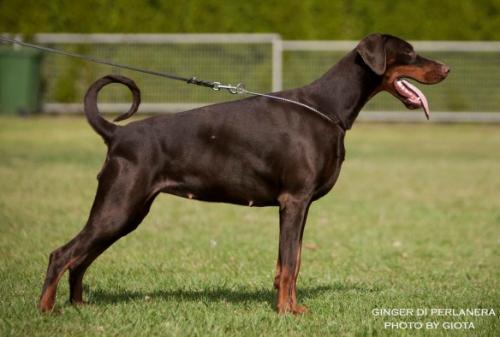 Ginger di Perlanera | Brown Doberman Pinscher