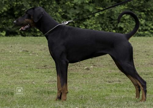 Tara v. Hellerwald | Black Doberman Pinscher