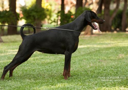 Pride of Russia Teya | Black Doberman Pinscher