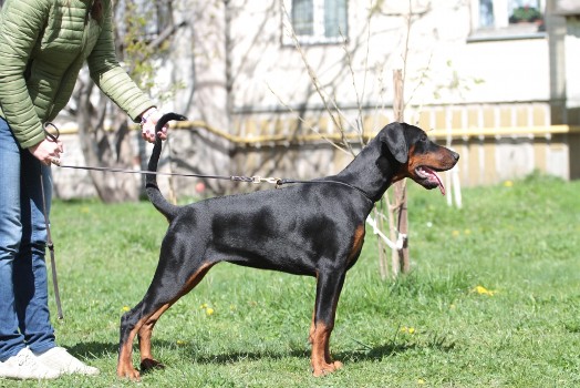 Pride of Russia Yashma | Black Doberman Pinscher